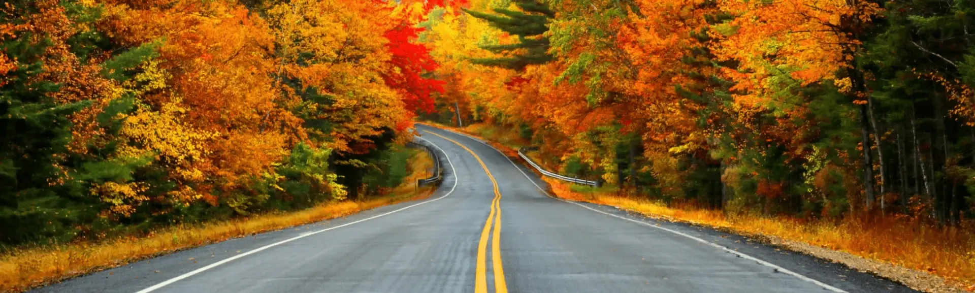 Tree-lined fall road